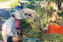 Trồng rau nhút thu nhập 1-1,5 triệu/ngày