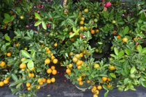 Bưởi cảnh, quất mini,... xuống phố chơi Tết sớm