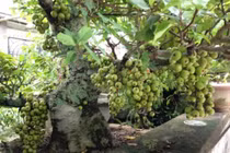 Vị trí trồng cây sung theo phong thủy để gia tăng tài vận