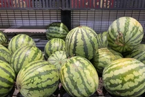 Chỉ cần vỗ dưa hấu, thu nhập hàng chục triệu mỗi ngày