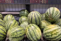 Chỉ cần vỗ dưa hấu, thu nhập hàng chục triệu mỗi ngày