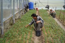 Hà Tĩnh: Nông dân làng hoa tất bật chuẩn bị hàng Tết