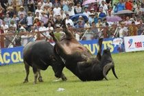 Chùm ảnh: Những cuộc chiến sinh tử tại chọi trâu Đồ Sơn