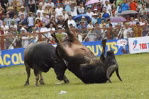 Chùm ảnh: Những cuộc chiến sinh tử tại chọi trâu Đồ Sơn
