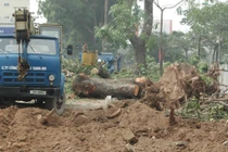 Chùm ảnh cây xà cừ cổ thụ 40 năm trên đường Láng bị đốn hạ