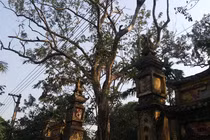 Cận cảnh cây sưa 200 tuổi ở Bắc Ninh sắp bị bán 24,5 tỷ