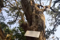 Lộ đại gia chi 24,5 tỷ mua cây sưa 200 tuổi ở Bắc Ninh