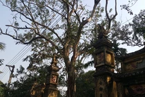 Cận cảnh cây sưa 200 tuổi ở Bắc Ninh sắp bị bán 24,5 tỷ