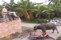 Kinh hoàng trâu điên húc người gây náo loạn Hải Dương