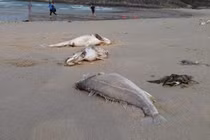 Những vụ việc báo động về vấn đề môi trường năm 2016