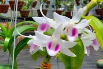 Lan đột biến rớt giá cả trăm lần, người mua tan giấc mộng vàng