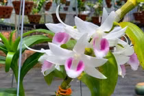 Lan đột biến rớt giá cả trăm lần, người mua tan giấc mộng vàng