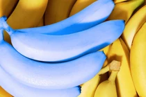 Chuối xanh lam, táo đen và những loại quả lạ chưa thể trồng ở Việt Nam