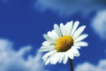 Sau Rằm tháng 3, những con giáp tài lộc đến cửa, của cải tăng vọt