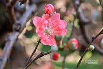 Tết này, tôi cô đơn ở nơi phố thị…