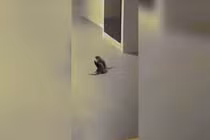 Video: Sốc với hai con chuột đứng bằng hai chân đấm nhau túi bụi như người