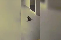 Video: Sốc với hai con chuột đứng bằng hai chân đấm nhau túi bụi như người