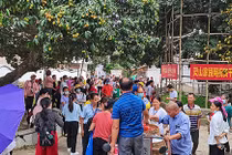 Cây vải thiều 1.500 tuổi nổi như cồn, 245k/quả mà vẫn cháy hàng