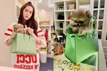 Nữ đại gia quận 7 Đoàn Di Băng dùng túi hiệu 400 triệu đựng chó cưng