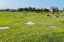 Chủ tịch Quảng Ngãi: 'Buộc thu hồi dự án nếu nhà đầu tư yếu năng lực'