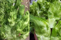 Sự thật sau cây mầm đá xanh mướt, bà nội trợ nào cũng phải "dè chừng"