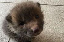 Nhặt được "cún" cưng ven đường, vài tháng sau phát hiện sự thật gây choáng