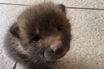 Nhặt được "cún" cưng ven đường, vài tháng sau phát hiện sự thật gây choáng