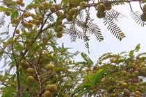 Thứ mọc dại ở Việt Nam nay hái bán 200.000 đồng/kg kiếm tiền nhanh gọn