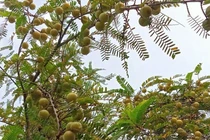 Thứ mọc dại ở Việt Nam nay hái bán 200.000 đồng/kg kiếm tiền nhanh gọn