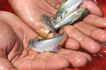 Cá đặc sản ở Việt Nam "nhát chết", ngày càng hiếm, người nuôi kiếm bạc triệu