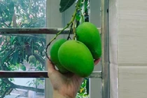 Dân mạng “dậy sóng” vì bức ảnh ba quả xoài của anh thanh niên