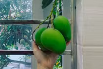 Dân mạng “dậy sóng” vì bức ảnh ba quả xoài của anh thanh niên