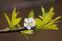 4 điềm lành đến nhà, hứa hẹn năm mới gia chủ tài lộc dư dả