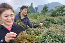 Cây dại xưa làm hàng rào, nay là "nhân sâm quý", trồng kiếm 12 triệu/tháng