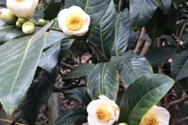 Cây bạch hải đường và những lầm tưởng về sự quý hiếm