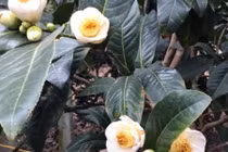 Cây bạch hải đường và những lầm tưởng về sự quý hiếm