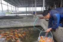 Loài cá sống dai cả thế kỉ, nhiều người Việt nuôi có trăm triệu "đút túi"