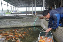 Loài cá sống dai cả thế kỉ, nhiều người Việt nuôi có trăm triệu "đút túi"