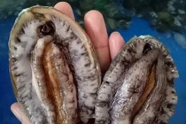 Hải sản nhà giàu rẻ chưa từng có, Tết bình dân chọn ăn đặc sản