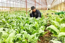 Trồng rau xuất xứ từ Nhật, hơn 1 tháng nông dân Việt kiếm hàng chục triệu