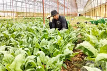 Trồng rau xuất xứ từ Nhật, hơn 1 tháng nông dân Việt kiếm hàng chục triệu