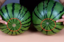 Mua dưa hấu: Có 5 dấu hiệu này, hãy lấy ngay vì quả chín già, mỏng vỏ, siêu ngọt