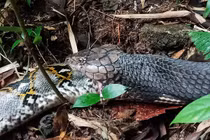 Hổ mang chúa cắn đầu trăn gấm đến chết rồi nuốt chửng