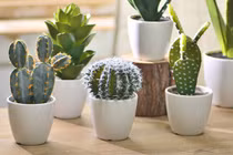 Loại cây là khắc tinh của thần Tài, tài lộc tan nhanh, vận đen vây bám