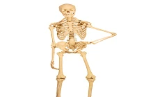 Những điều chưa biết về hệ thống xương trong cơ thể