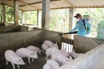 Bà Rịa - Vũng Tàu: Kiểm soát tốt dịch bệnh trên đàn gia súc, gia cầm
