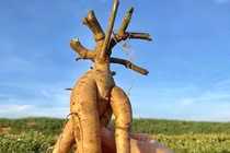 Nhiều sản phẩm từ sâm “made in Việt Nam” 