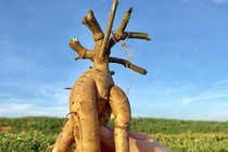 Nhiều sản phẩm từ sâm “made in Việt Nam” 