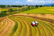 Bà Rịa – Vũng Tàu: Chuyển đổi hơn 575 ha diện tích trồng lúa