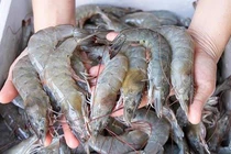 Xuất khẩu tôm tăng 33% so với cùng kỳ